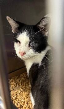 Eleanor -  Domestic Short Hair Cat for Adoption in Cincinnati, Ohio - Eleanor | PetCurious