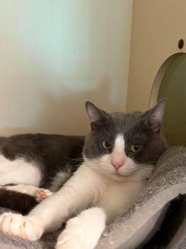 Kit Kit -  Domestic Short Hair Cat for Adoption in Windsor, Connecticut - Kit Kit | PetCurious