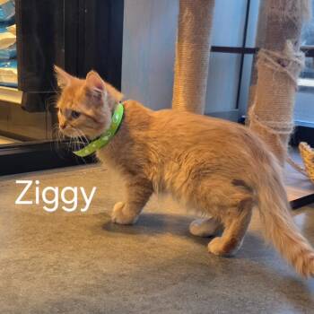 Domestic Medium Hair Cats Available for Adoption - Ziggy | PetCurious