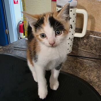 Domestic Short Hair Cats Available for Adoption in Eureka Springs, Arkansas - Vulpix | PetCurious