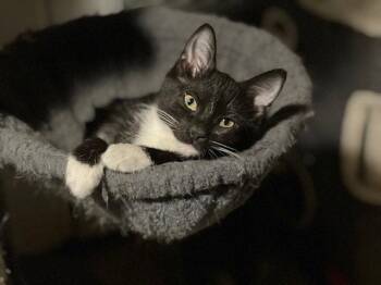 Finn -  Domestic Long Hair Cat for Adoption in St. Peters, Missouri - Finn | PetCurious