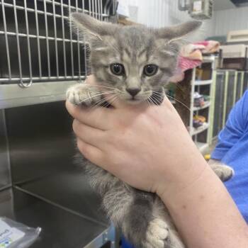 Wren -  Domestic Short Hair Cat for Adoption in Corbin, Kentucky - Wren | PetCurious
