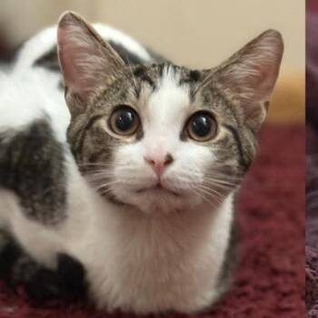 Changa -  Domestic Short Hair Cat Available for Adoption in Etna, Pennsylvania - Changa | PetCurious