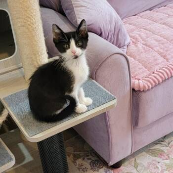 Domestic Short Hair Cats Available for Adoption in Wyandotte, Michigan - Trooper | PetCurious