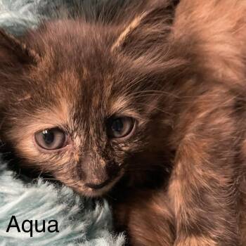 Cody -  Domestic Short Hair Cat for Adoption in Los Angeles, California - Cody | PetCurious