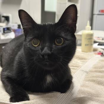 John Cena & Rhea Ripley -  Domestic Short Hair Cat for Adoption in Oak Brook, Illinois - John Cena & Rhea Ripley | PetCurious
