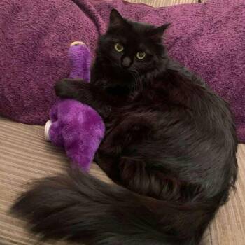 Vivian -  Domestic Long Hair Cat Available for Adoption in Reno, Nevada - Vivian | PetCurious