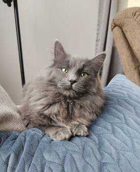 Rescue Domestic Long Hair Cats for Adoption in Grand Rapids, Michigan - Blue | PetCurious