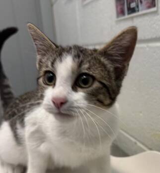 Sugarplum -  Domestic Short Hair Cat for Adoption in Golden, Colorado - Sugarplum | PetCurious