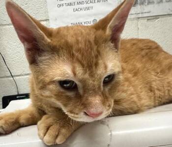 Domestic Short Hair Cats Available for Adoption - A270424 | PetCurious