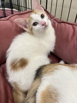Domestic Short Hair Cats Available for Adoption in Walnut Creek, California - Monique | PetCurious