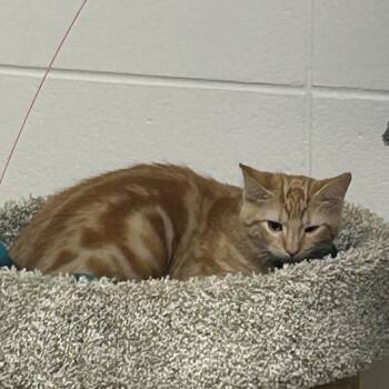 Reebok -  Domestic Medium Hair Cat for Adoption in Brownsboro, Alabama - Reebok | PetCurious