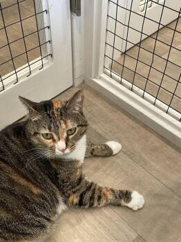 Dutchess -  Domestic Short Hair Cat for Adoption in Vancouver, Washington - Dutchess | PetCurious