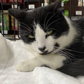 Domestic Short Hair Cats Available for Adoption - Harvey | PetCurious