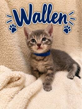 Wallen -  American Shorthair Cat for Adoption in Paulina, Louisiana - Wallen | PetCurious