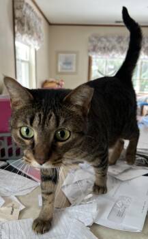 Domestic Short Hair Cats Available for Adoption - Ladybug | PetCurious