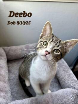 Rescue Domestic Short Hair Cats for Adoption in Clayton, California - Deebo | PetCurious