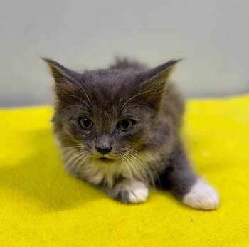 Slate at PetSmart in Athens, GA -  Domestic Short Hair Cat for Adoption in Watkinsville, Georgia - Slate At PetSmart In Athens, GA | PetCurious