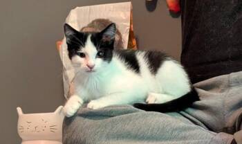 Curly -  Domestic Short Hair Cat for Adoption in Gorham, Maine - Curly | PetCurious