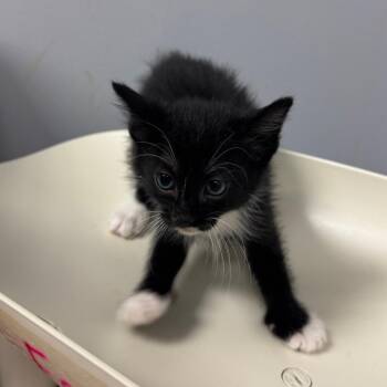 Domestic Short Hair Cats Available for Adoption in Columbus, Georgia - Pop | PetCurious