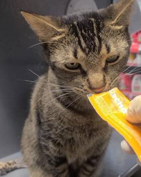 Finn -  Domestic Short Hair Cat for Adoption in Hazlet, New Jersey - Finn | PetCurious