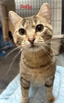 Rescue Domestic Short Hair Cats for Adoption in Aurora, Nebraska - Dolly | PetCurious