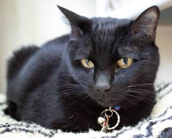 Domestic Short Hair Cats Available for Adoption in Arlington, Washington - Onyx | PetCurious