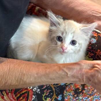 Cloud -  Siamese and Domestic Medium Hair Cat for Adoption in Houston, Texas - Cloud | PetCurious