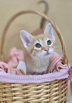 Rescue Domestic Short Hair Cats for Adoption in Park Rapids, Minnesota - Miller | PetCurious