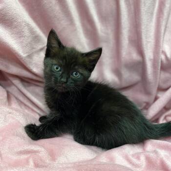 Domestic Short Hair Cats Available for Adoption in Los Angeles, California - Tansy | PetCurious