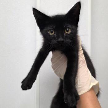 Cratos -  Domestic Short Hair Cat for Adoption in Abilene, Texas - Cratos | PetCurious
