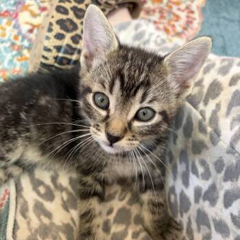 Sabrina -  Tabby Cat for Adoption in Albuquerque, New Mexico - Sabrina | PetCurious