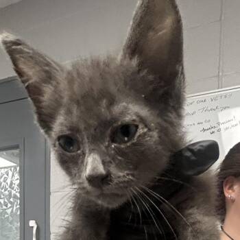 Biq -  Domestic Short Hair Cat for Adoption in Greenville, South Carolina - Biq | PetCurious