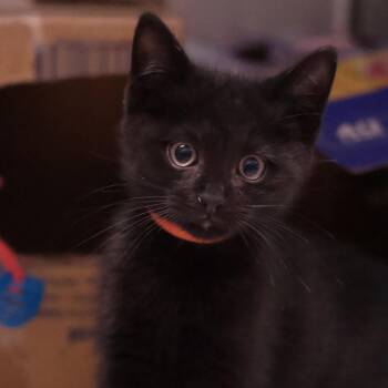 Driftwood & Barnacle *ringworm* -  Domestic Short Hair Cat for Adoption in Philadelphia, Pennsylvania - Driftwood & Barnacle *ringworm* | PetCurious