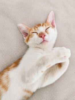 Kubota -  Domestic Short Hair Cat for Adoption in Oswego, South Carolina - Kubota | PetCurious