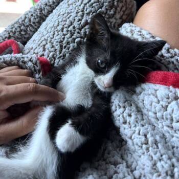Dennis Jr -  Domestic Short Hair Cat for Adoption in Philadelphia, Pennsylvania - Dennis Jr | PetCurious