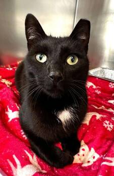 Domestic Short Hair Cats Available for Adoption in Milltown, New Jersey - Slinky | PetCurious