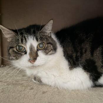 Domestic Short Hair Cats Available for Adoption - Lil Kitty | PetCurious