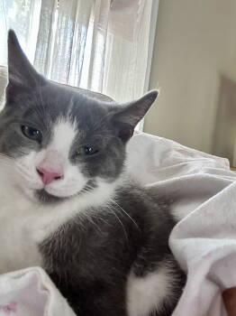 Rescue Domestic Short Hair Cats for Adoption in Littlestown, Pennsylvania - Buddy (foster Kitten) | PetCurious