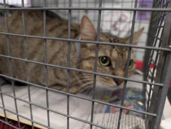 Domestic Short Hair Cats Available for Adoption in Houston, Texas - LADY | PetCurious