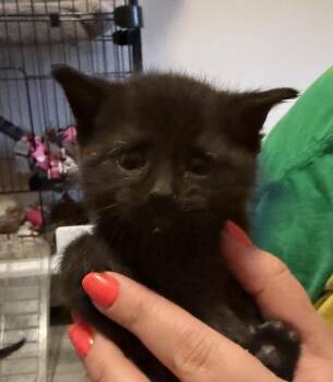 Strawberry Jam -  Domestic Short Hair Cat Available for Adoption in Poplar Grove, Illinois - Strawberry Jam | PetCurious