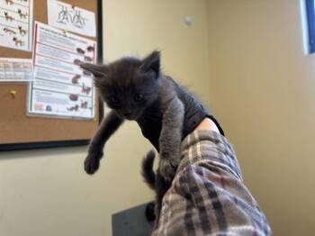 Rescue Domestic Short Hair Cats for Adoption in Pasadena, California - KUYO | PetCurious