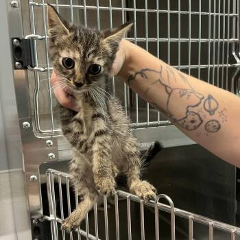 Asphalt -  Domestic Short Hair Cat for Adoption in Saint Joseph, Missouri - Asphalt | PetCurious
