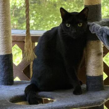 Zipper -  Domestic Short Hair Cat Available for Adoption in Tupelo, Mississippi - Zipper | PetCurious