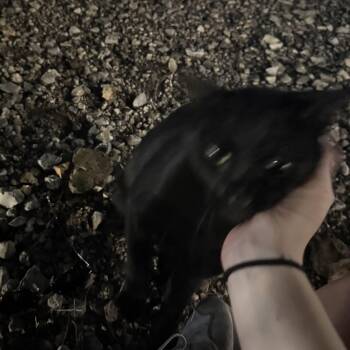 Frank N Beans -  Domestic Short Hair Cat for Adoption in Bentonville, Arkansas - Frank N Beans | PetCurious