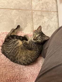 Rescue Domestic Short Hair Cats for Adoption in Colmar, Pennsylvania - Sola | PetCurious