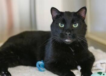 SOOTY -  Domestic Short Hair Cat for Adoption in Colorado Springs, Colorado - SOOTY | PetCurious