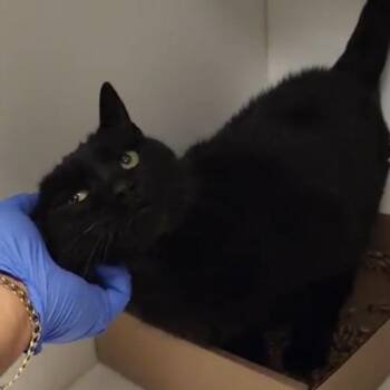 Shadow -  Domestic Short Hair Cat for Adoption in Philadelphia, Pennsylvania - Shadow | PetCurious