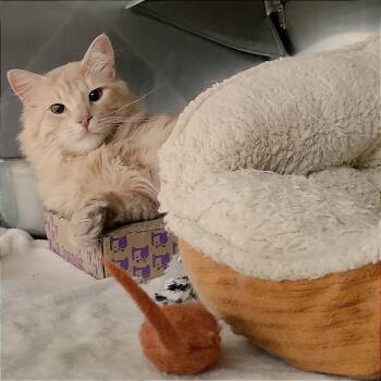 Rescue Domestic Long Hair Cats for Adoption in San Jacinto, California - Uncle Bob | PetCurious