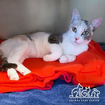 DUCHESS -  Domestic Short Hair Cat for Adoption in Irvine, California - DUCHESS | PetCurious